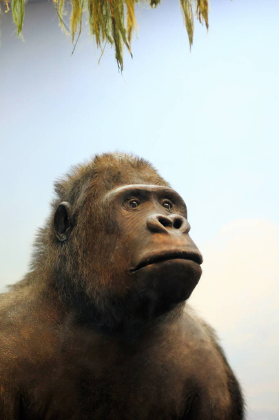 Close up portrait of gorilla ape under palm leaves, side view. Taxidermy, stuffed animal - Φωτογραφία, εικόνα