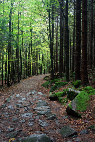 Footpath in Mountan Forest - Photo, Image
