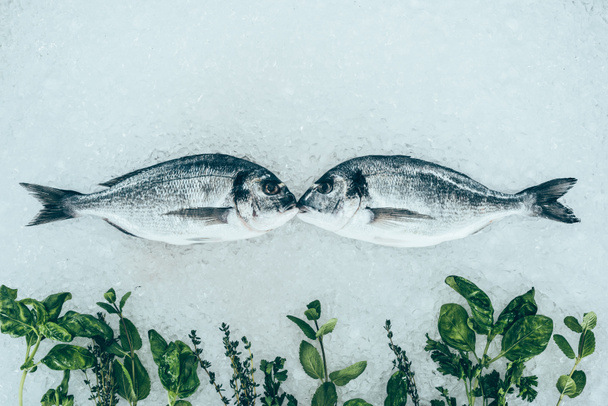 zbliżenie wyśmienity zdrowy ryby dorado i zioła na lodzie  - Zdjęcie, obraz