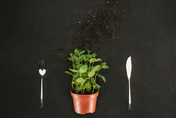 top view of mint in pot with soil and fork with knife on black - Foto, Imagen