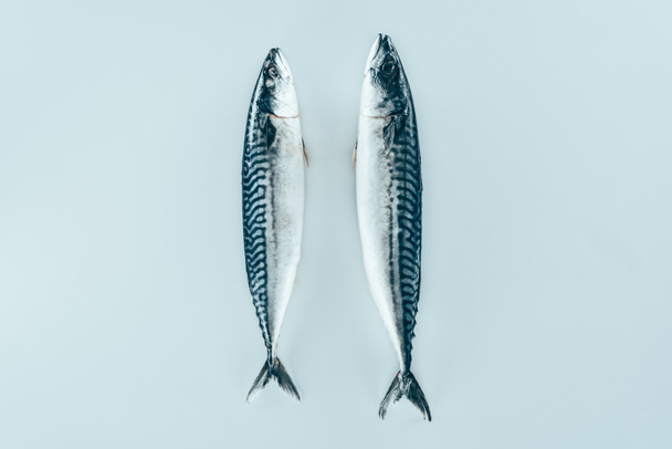 close-up view of raw fresh healthy mackerel fish isolated on grey  - 写真・画像