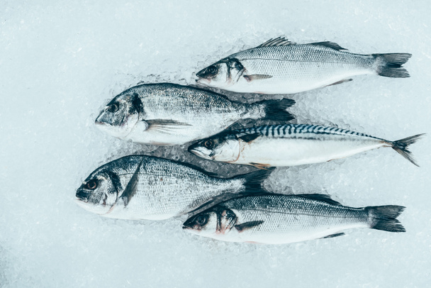 新鮮なグルメのクローズ アップ ビュー氷の上調理シーフード  - 写真・画像