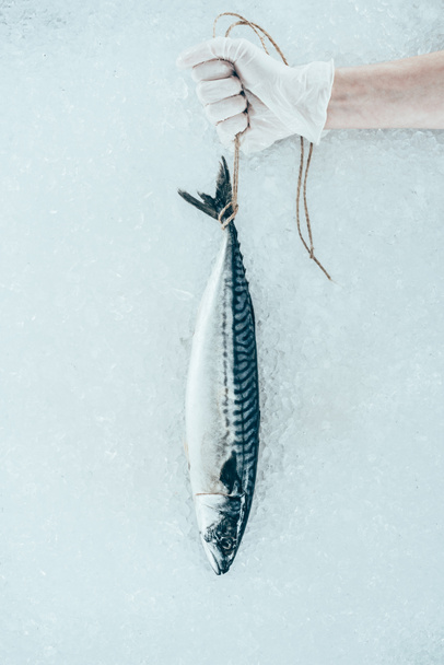 close-up view of human hand in glove holding uncooked mackerel fish with rope - Fotoğraf, Görsel