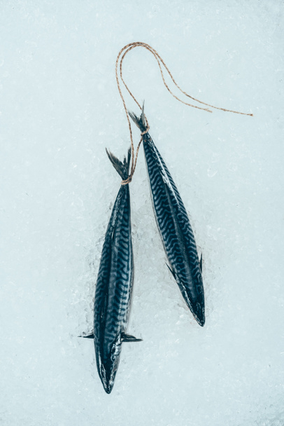 nyers makréla hal kiadványról kötött kötelet a jégen  - Fotó, kép