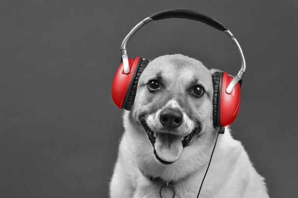  DJ Doggy. - Photo, image