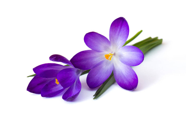 crocus - een van de eerste lentebloemen - Foto, afbeelding