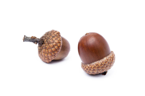 Ripe acorns isolated on a white background  - Photo, Image