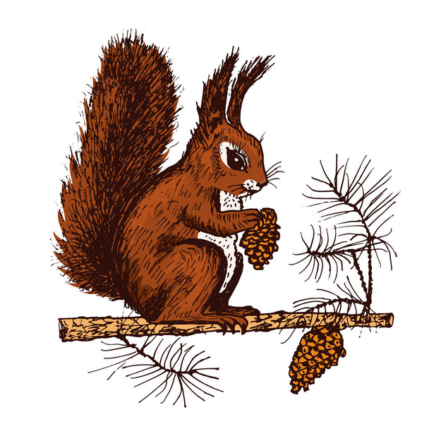 Christmas squirrel and animal with fir-cone in the forest. winter holidays. engraved hand drawn in old sketch and vintage style for postcards. New Year symbol. - Vector, Image
