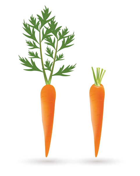 δύο καρότα σε άσπρο φόντο - Διάνυσμα, εικόνα