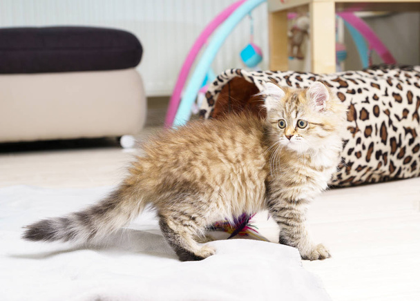 Pluizige Brits langharig Kitten spelen in de woonkamer - Foto, afbeelding