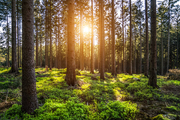 Silent Forest in spring with sun rays - Foto, Imagem