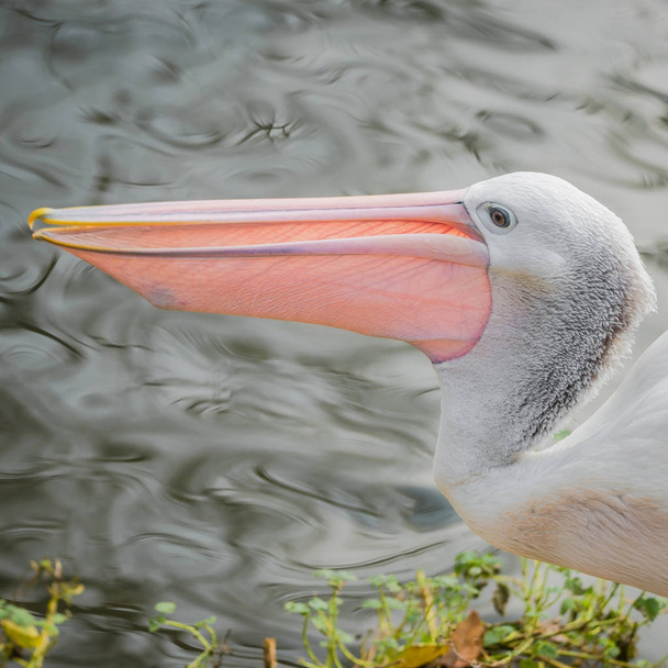 Mooie zwart-wit Australische pelikaan met rode snavel - Foto, afbeelding