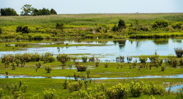 Самотня чапля в це болото - Фото, зображення