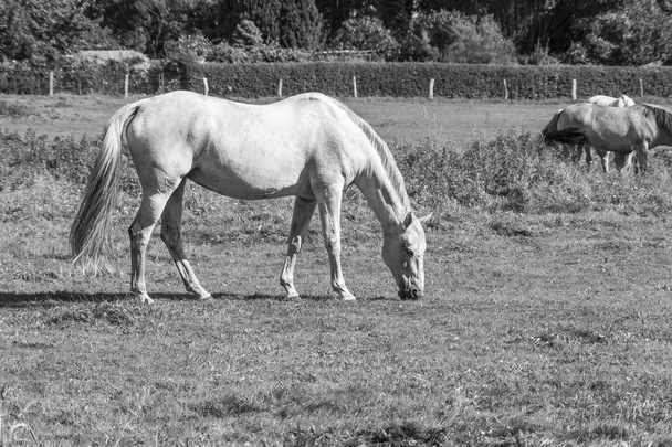un caballo blanco en el prado - Foto, Imagen