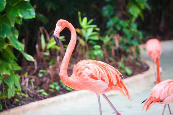 Vaaleanpunainen Karibian flamingot vedessä
 - Valokuva, kuva