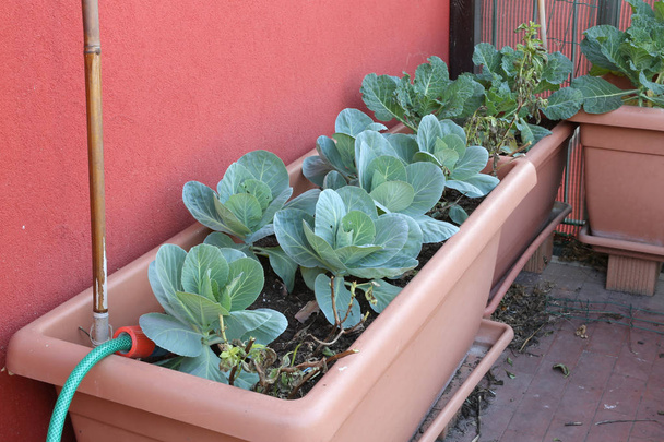 капуста на вазе сада, созданного на балконе
 - Фото, изображение