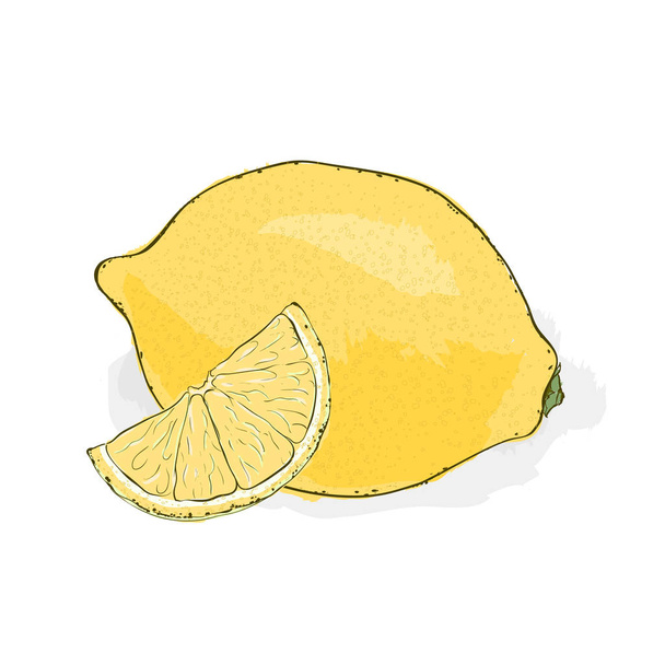 黄色、酸味、ジューシーなレモン。静物フルーツから。手描き vec - ベクター画像