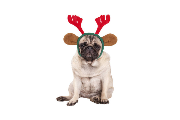 cute pug puppy dog with reindeer antlers diadem for Christmas, sitting down, looking grumpy, isolated on white background - Photo, Image