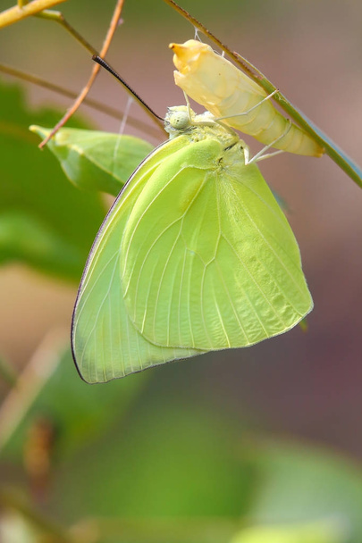 Vlinder zat op een Verpopping - Foto, afbeelding