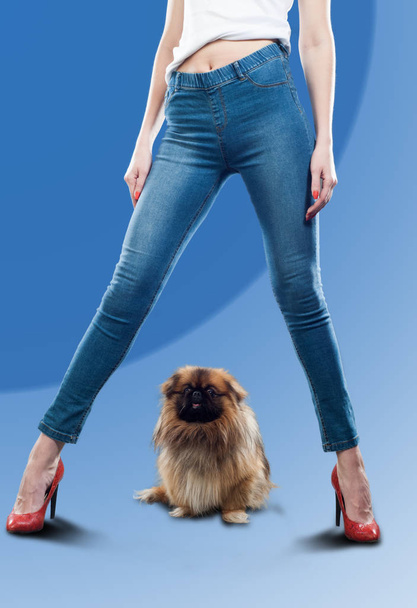 ноги дівчина одягла на джинсах. Пекінес, також відомий як левова собачка, Пекін левова собачка, собаки Pelchie або Peke - Фото, зображення