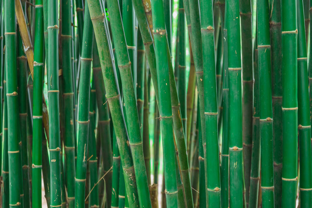 bamboe schachten in een forest. - Foto, afbeelding