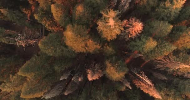 Uçuş üzerinde Sequoia National Park. Güneş doğuyor. Gün batımı. İki ilk video. Dron. 4 k. Kasım 2017 - Video, Çekim