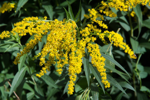 Solidago est un genre de plantes de la famille des Asteraceae. La plupart d'entre eux sont des espèces herbacées vivantes trouvées dans des endroits ouverts
 - Photo, image