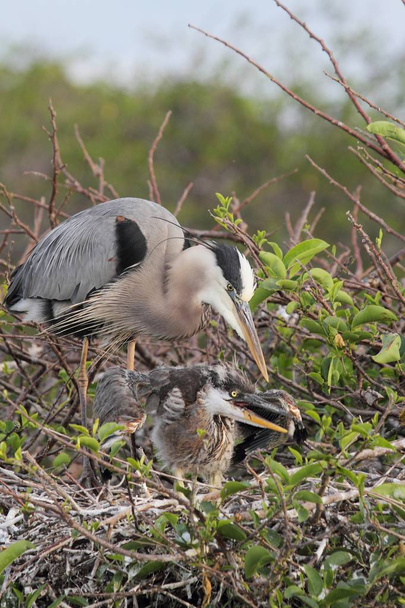 Great Blue Heron Feeding Babies - 写真・画像