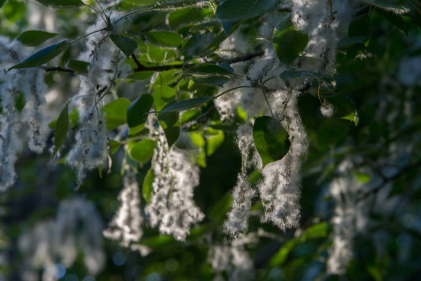 Summer landscape. Poplar fluff. Poplar fluff is not to blame for allergies, Summer starts with a poplar fluff. Magic poplar. Mysterious poplar fluff - Photo, Image