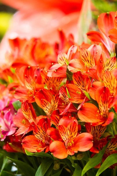 Alstroemeria,commonly called the Peruvian lily or lily of the Incas, is a genus of flowering plants in the family Alstroemeriaceae. - Photo, Image