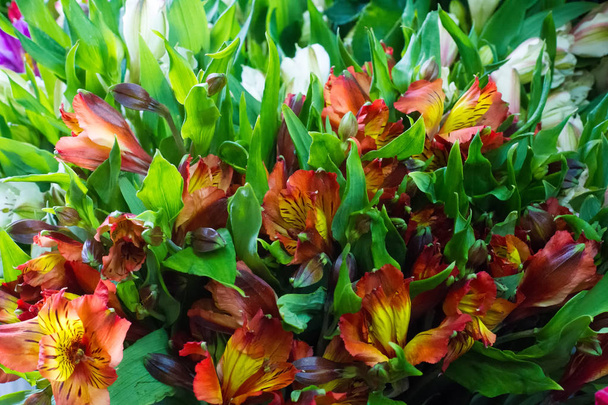 Альстромерия, обычно называемая перуанской лилией или лилией инков, - род цветущих растений в семействе альстромериевых
. - Фото, изображение