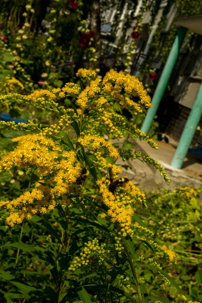 Solidago, commonly called goldenrods, is a genus of species of flowering plants in the family of asters, Asteraceae. Most of them are herbaceous perennial species found in open places - Photo, Image