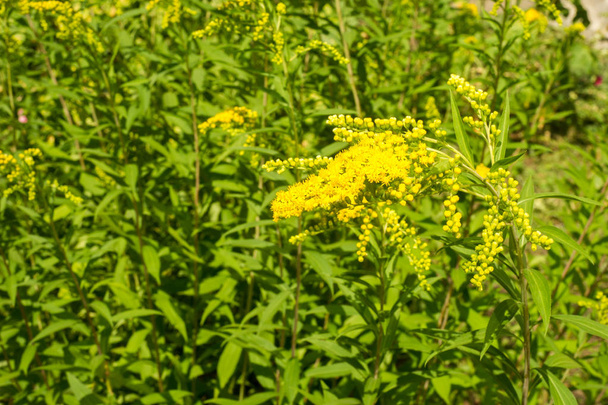 Solidago, commonly called goldenrods, is a genus of species of flowering plants in the family of asters, Asteraceae. Most of them are herbaceous perennial species found in open places - Photo, Image