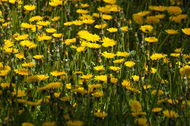 Frühlingslandschaft mit Blumen. eine Blume eines Löwenzahns. gelbe Löwenzahnblüten mit Blättern im grünen Gras, Frühlingsfoto. Feld der Frühlingsblumen und perfekter sonniger Tag - Foto, Bild