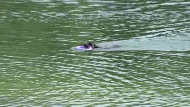 Rasowe pies czarny z pierścieniem w jego pysk pływa w rzece w Slo-Mo - Materiał filmowy, wideo