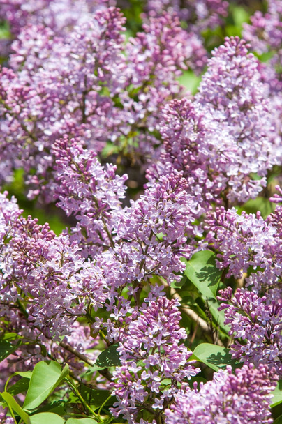 Hermosas flores violetas púrpuras frescas. Primer plano de flores púrpuras. Flor de primavera, una rama de lila. Arbusto lila, fondo lila. Rama con flores de primavera lila
. - Foto, Imagen