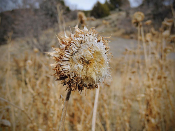 Thistle Weed, Musk (Carduus nutans) or Scotch (Onopordum, acanthium) in the fall, withered and dry, dead, Close up, Macro view, in Yellow Fork and Rose Canyon, Oquirrh Mountains along the Wasatch Front Utah, Salt Lake County, USA.  - Photo, Image