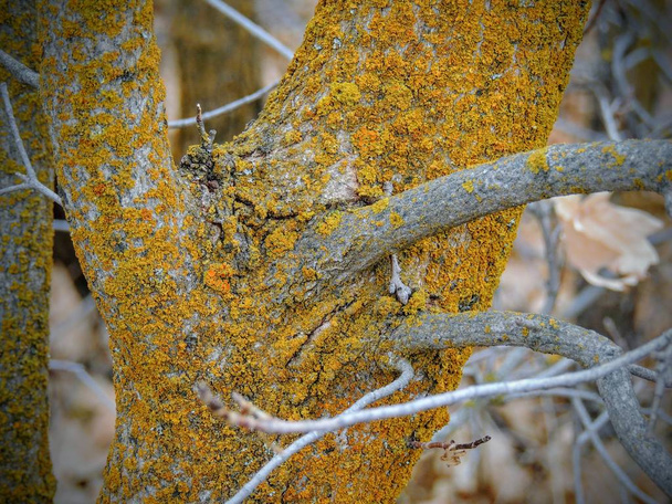  黄色と、藻類と真菌の共生の組み合わせの木の樹皮にオレンジ地衣類や細菌、間近で、秋には黄色のフォークと Salt 湖郡ユタ米国で Wasatch の前部にオーカー山脈のローズ キャニオン トレイルでマクロ. - 写真・画像
