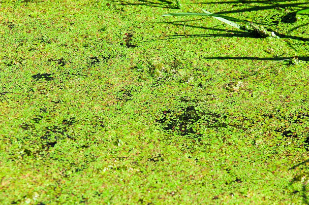 Una foto de un pantano, Tina, hierba de pato. Una diminuta planta de floración acuática que flota en grandes cantidades en aguas tranquilas, a menudo formando una capa verde continua aparente en la superficie.
. - Foto, imagen