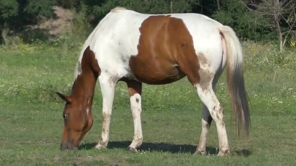 Hnědý a bílý kůň je spásání trávy na trávníku za slunného dne v pomalém pohybu - Záběry, video
