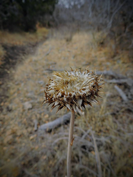 Thistle Weed, Musk (Carduus nutans) tai Scotch (Onopordum, acanthium) syksyllä, kuihtunut ja kuiva, kuollut, lähikuva, Makro view, keltainen haarukka ja Rose Canyon, Oquirrh Mountains pitkin Wasatch Front Utah, Salt Lake County, USA
.  - Valokuva, kuva