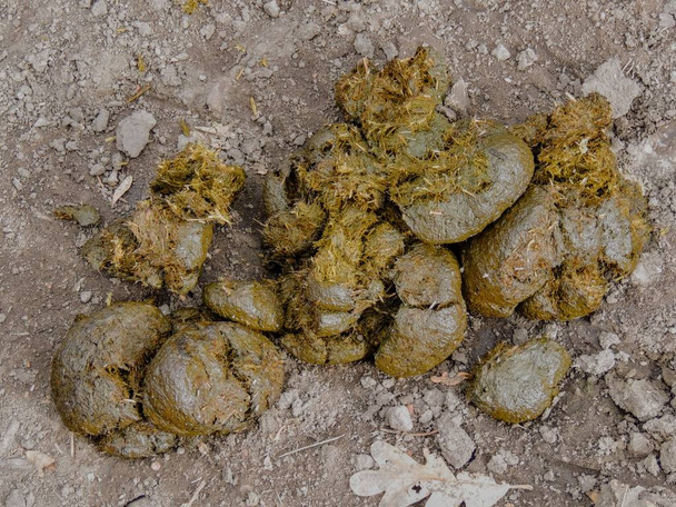 Horse dung close-up for background, detailed, on the dirt horseback trails through trees on the Yellow Fork and Rose Canyon Trails in Oquirrh Mountains on the Wasatch Front in Salt Lake County Utah USA.  - Photo, Image