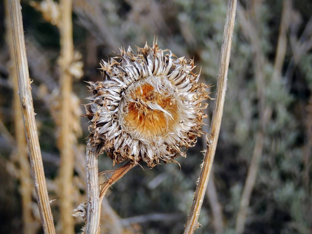 Thistle Weed, Musk (Carduus nutans) o Scotch (Onopordum, acanthium) in autunno, appassito e secco, morto, Close up, Macro view, in Yellow Fork and Rose Canyon, Oquirrh Mountains along the Wasatch Front Utah, Salt Lake County, USA
.  - Foto, immagini