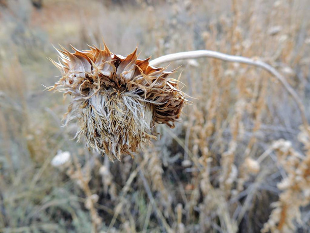 Hierba de Cardo, Almizcle (Carduus nutans) o Scotch (Onopordum, acanto) en el otoño, marchita y seca, muerta, de cerca, vista Macro, en Yellow Fork y Rose Canyon, montañas Oquirrh a lo largo del Wasatch Front Utah, Condado de Salt Lake, EE.UU.
.  - Foto, Imagen