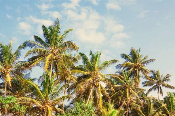 Beautiful Tropical Coconut Palm Trees on a Sky Background.  - Φωτογραφία, εικόνα