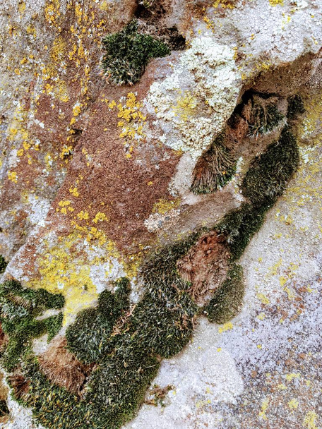 Harmaa, vihreä, musta, jäkälä kalliolla, symbioottinen yhdistelmä sientä levää tai bakteeria, lähikuva, makro syksyllä keltaisella haarukalla ja Rose Canyon Trails Oquirrh vuoret Wasatch Front Salt Lake County Utah USA
. - Valokuva, kuva