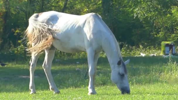een grijze paard graast groen gras op een gazon en golven van zijn staart in Slow Motion - Video