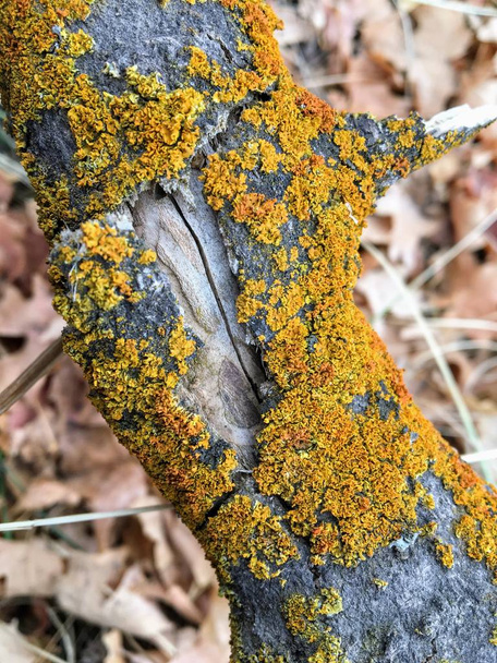  Gele en oranje korstmossen op boomschors, symbiotische combinatie van een schimmel met een algen of bacterie, close-up, macro in herfst op de gele vork en Rose Canyon routes Oquirrh Mountains op de voorkant van de Wasatch in Salt Lake County Utah Usa. - Foto, afbeelding