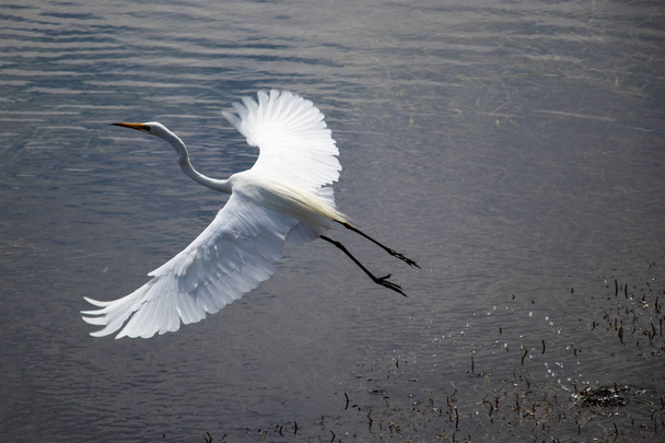 Egret in flight over water with wings outstretched. Australian egret in Narooma - Photo, image