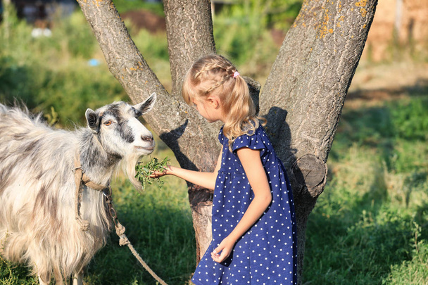 Little girl feeding goat  - Photo, image
